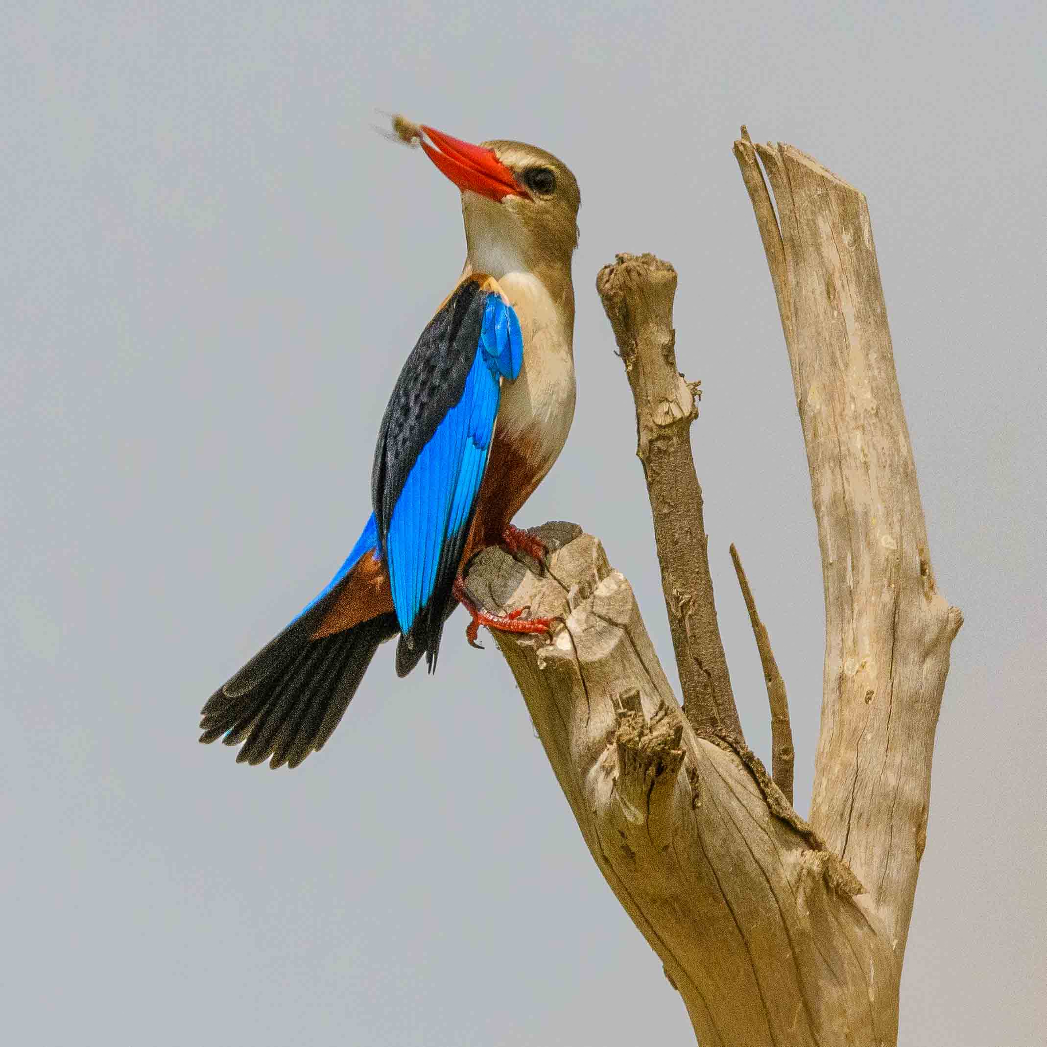 Martin-chasseur à tête grise (Grey-headed kingfisher, Halcyon leucocephala), adulte nuptial offrant un insecte à une partenaire potentielle, Technopole de Dakar Pikine, Sénégal.